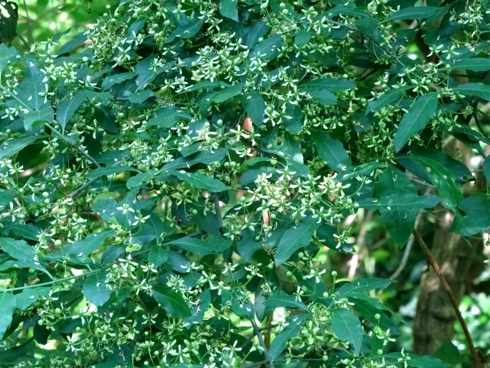 Fusain d'Europe, Euonymus europaeus, Célastracées 