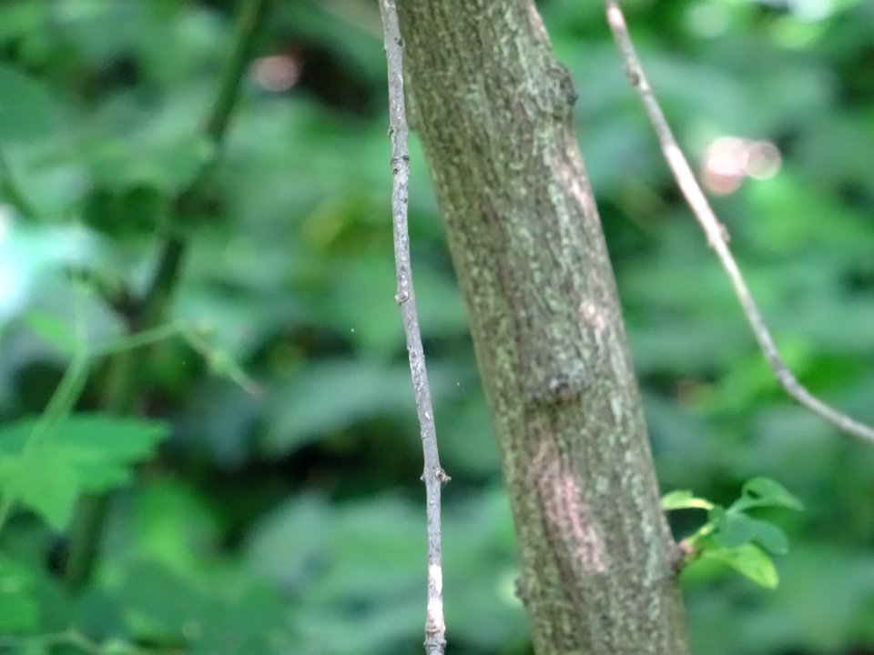 Tronc du Fusain d'Europe, Euonymus europaeus, Célastracées… 