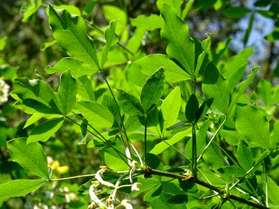 Feuilles du Cytise à grappes ou faux ébénier, Laburnum ana… 