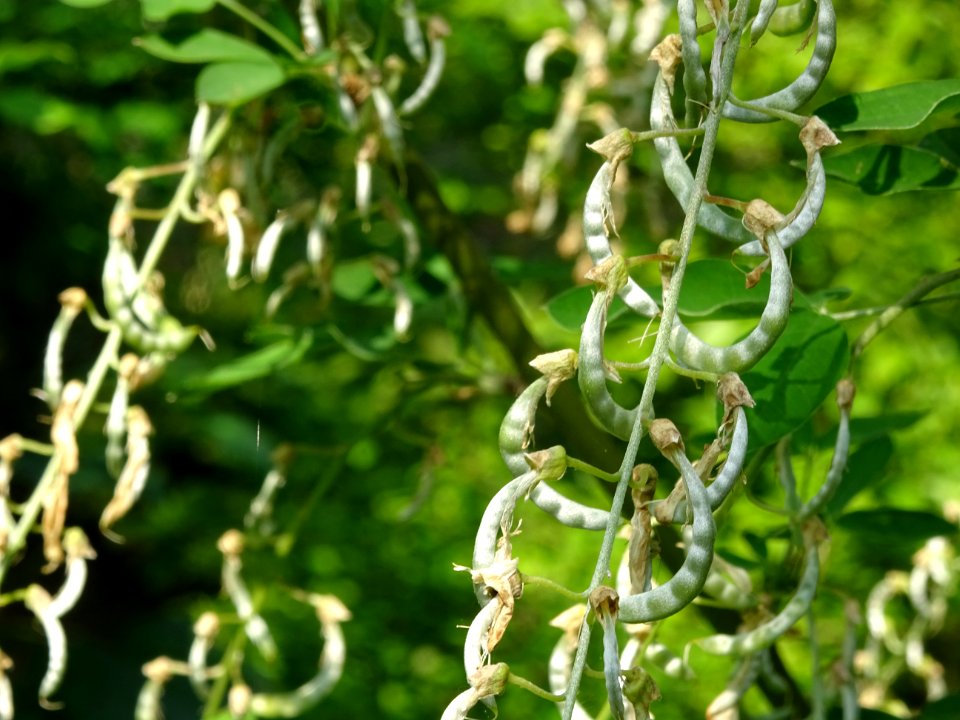 Fruits en gousses du Cytise à grappes ou faux ébénier, Lab… 