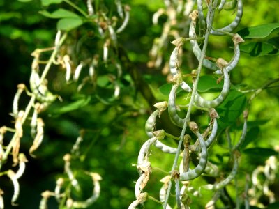 Fruits en gousses du Cytise à grappes ou faux ébénier, Lab… 