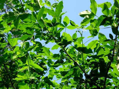 Feuilles du Cytise à grappes ou faux ébénier, Laburnum ana… 