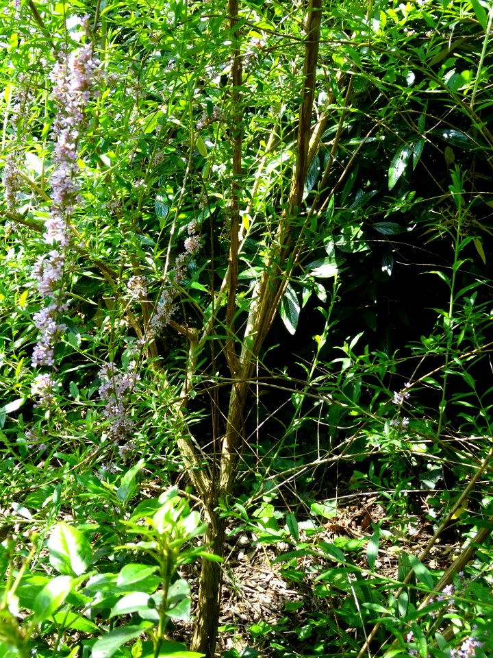 Arbre aux papillons à feuilles alternes, Buddleja alternif… 