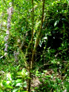 Arbre aux papillons à feuilles alternes, Buddleja alternif… 