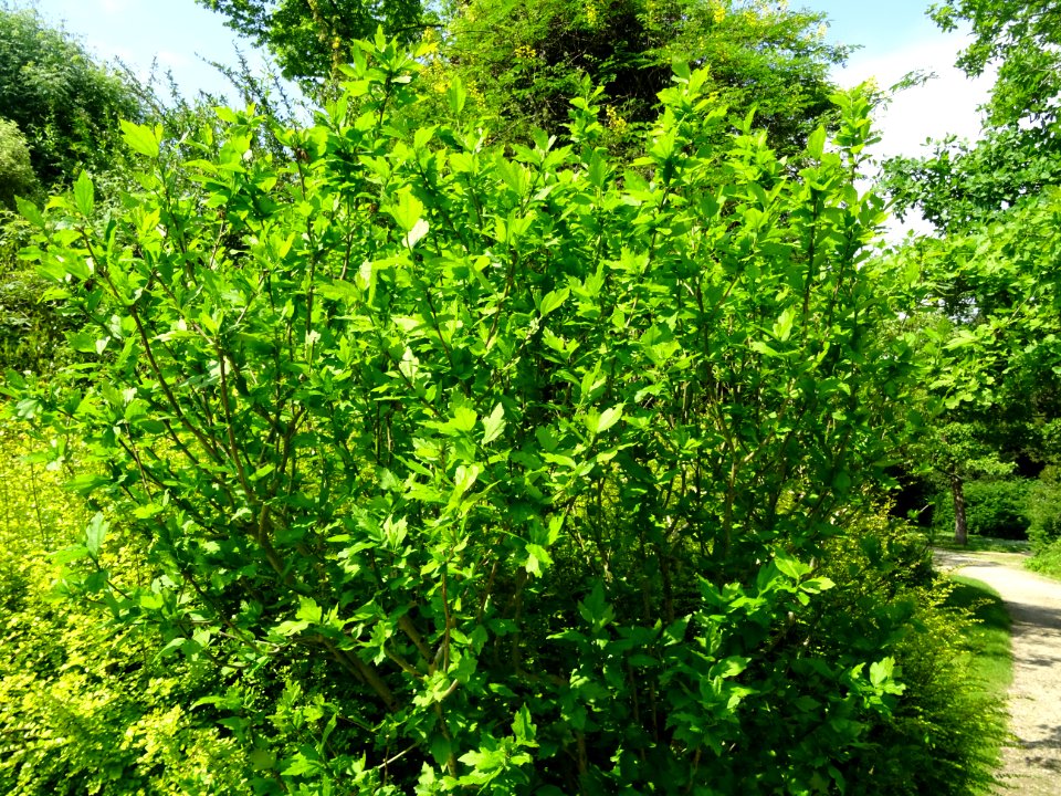 Hibiscus syriacus, Hibiscus syriacus, Malvacées 