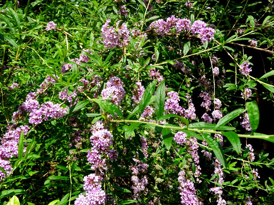 Arbre aux papillons à feuilles alternes, Buddleja alternif… 