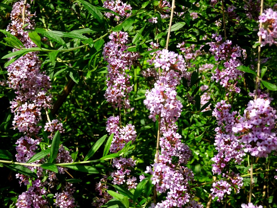 Arbre aux papillons à feuilles alternes, Buddleja alternif… 