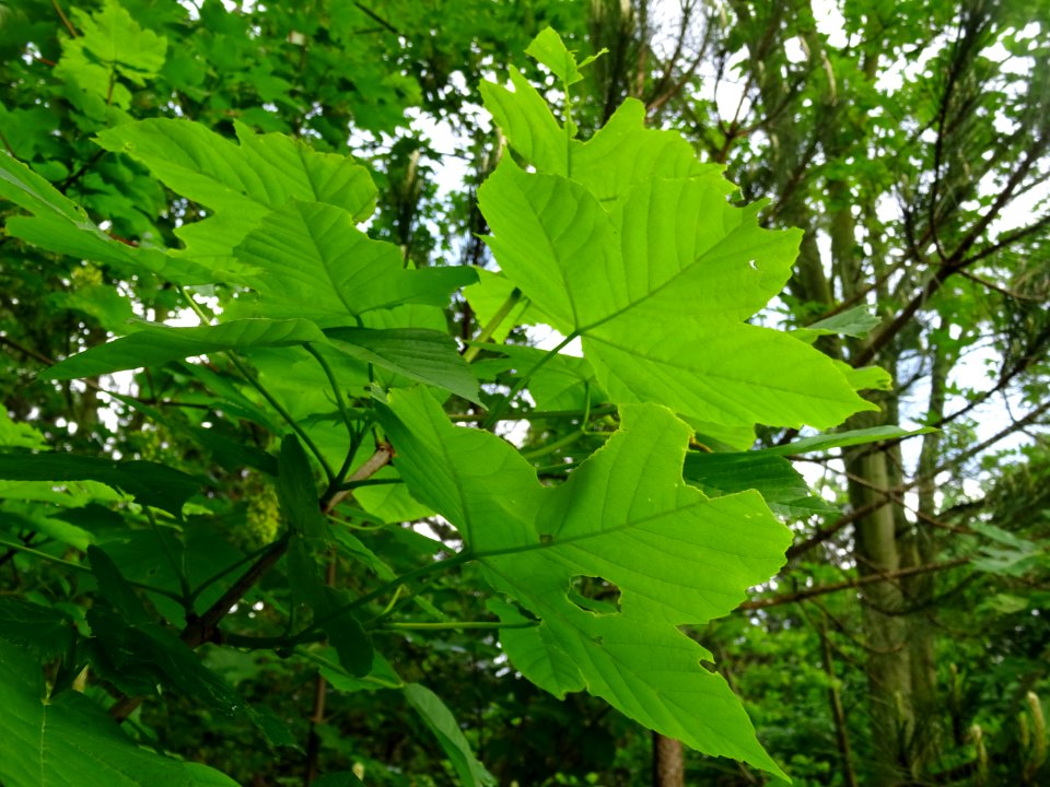 Feuilles d' Erable sycomore, Acer pseudoplatanus, Acéracée… 