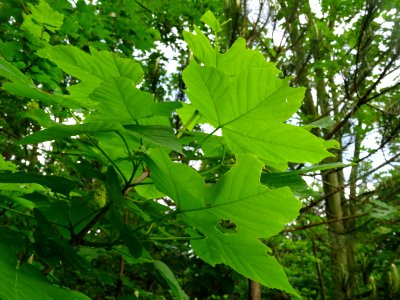 Feuilles d' Erable sycomore, Acer pseudoplatanus, Acéracée… 
