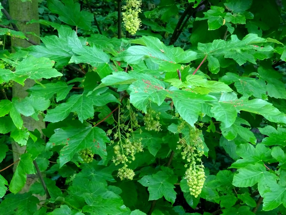 Feuilles et grappes de fleurs, Erable sycomore, Acer pseud… 