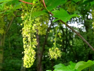 Feuilles et grappes de fleurs, Erable sycomore, Acer pseud… 