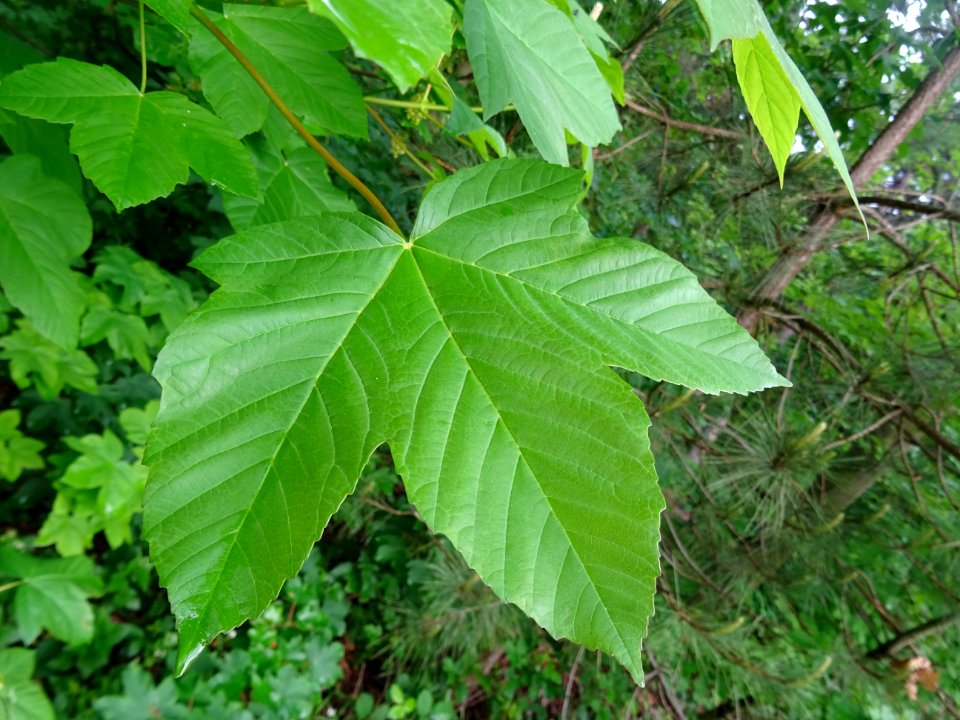 Feuilles d' Erable sycomore, Acer pseudoplatanus, Acéracée… 