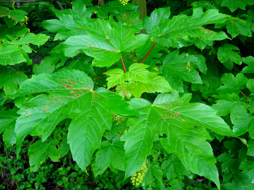 Feuilles d' Erable sycomore, Acer pseudoplatanus, Acéracée… 
