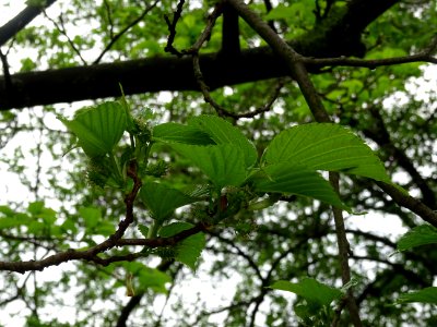 Feuilles et fruits du Mûrier noir, Morus nigra, Moracées 