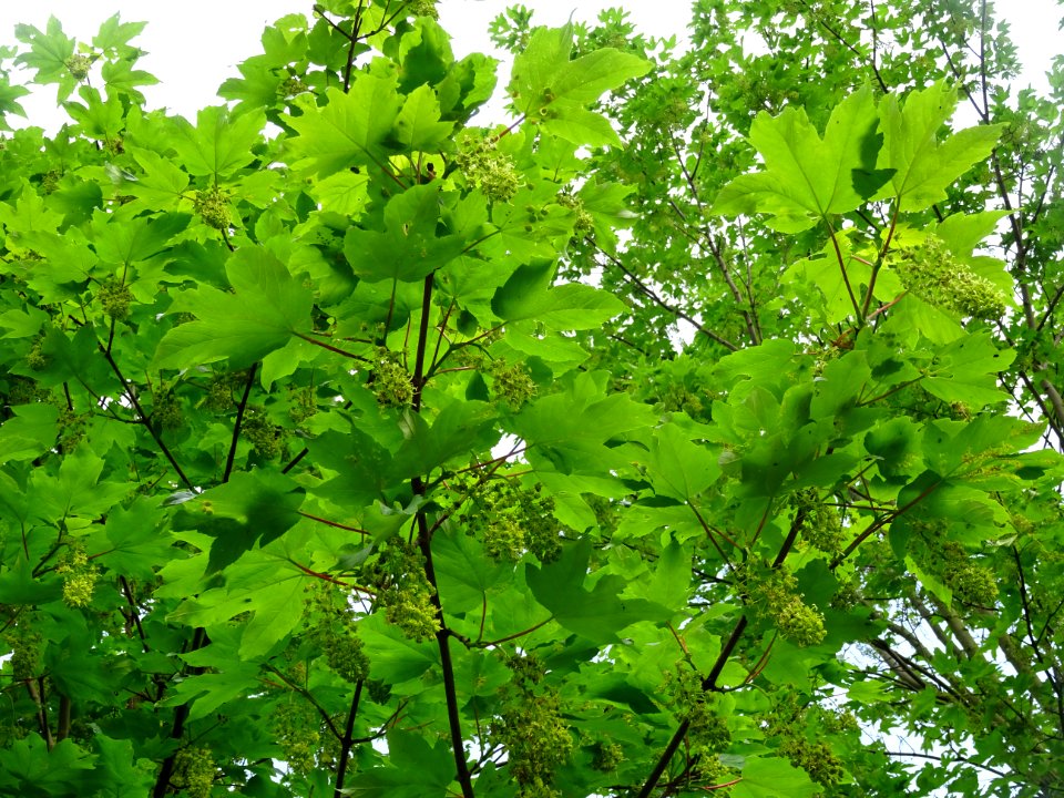 Feuilles et grappes de fleurs, Erable sycomore, Acer pseud… 