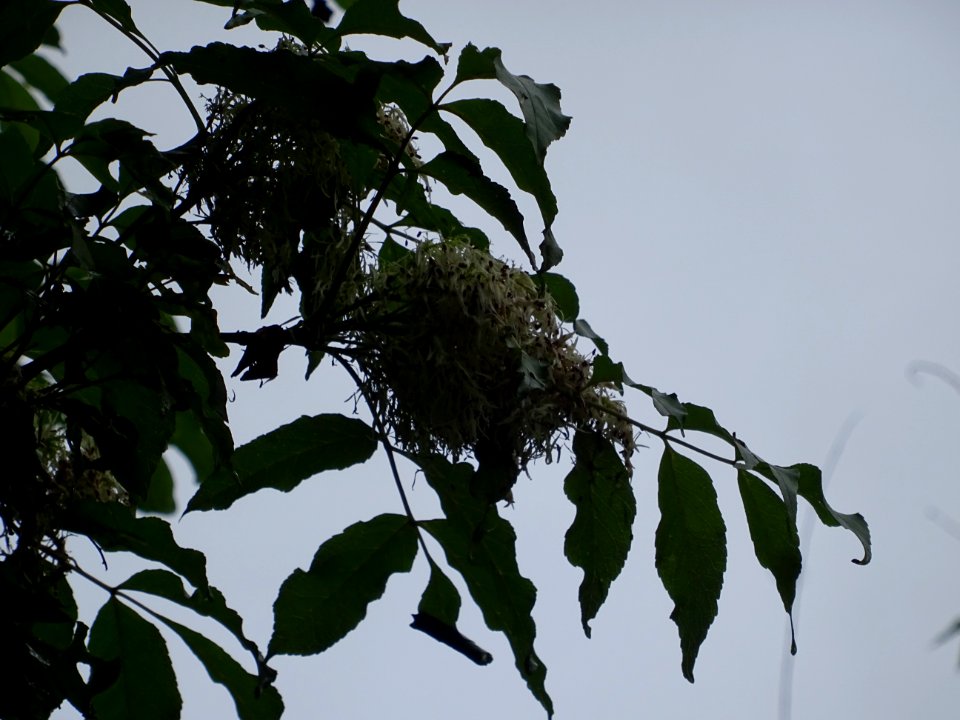 Inflorescences et feuilles du Frêne à fleurs ou Orne, Frax… 