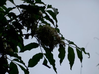 Inflorescences et feuilles du Frêne à fleurs ou Orne, Frax… 