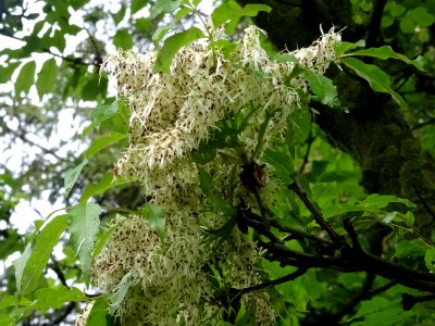 Inflorescences et feuilles du Frêne à fleurs ou Orne, Frax… 