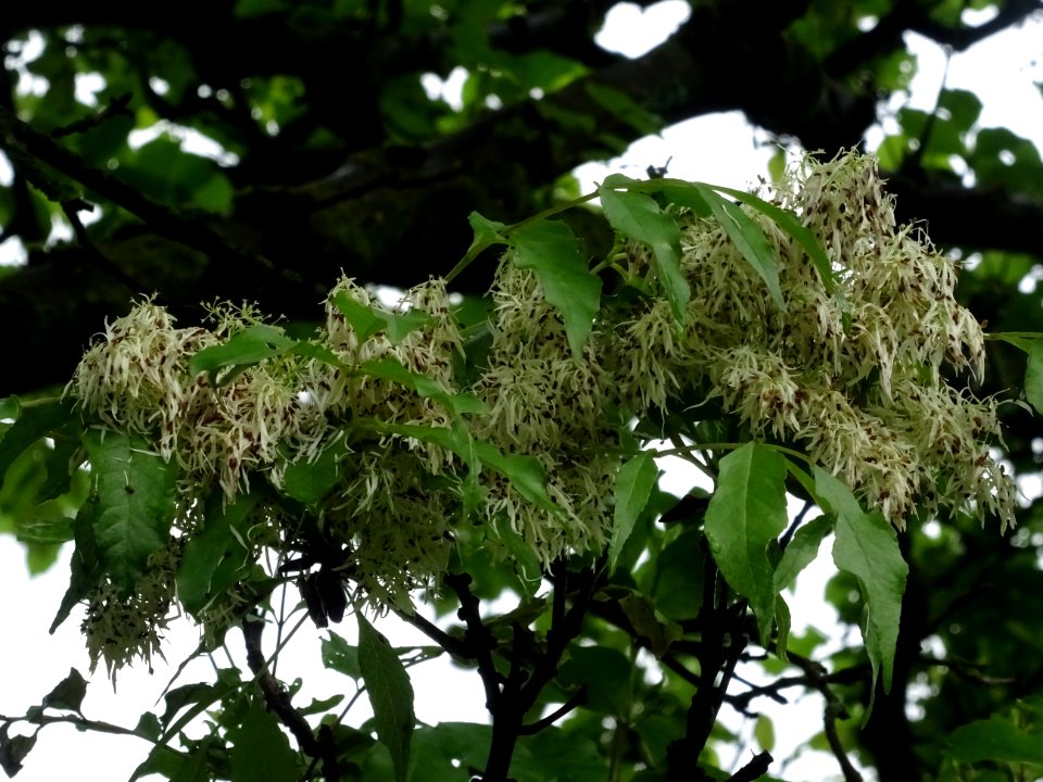 Inflorescences et feuilles du Frêne à fleurs ou Orne, Frax… 