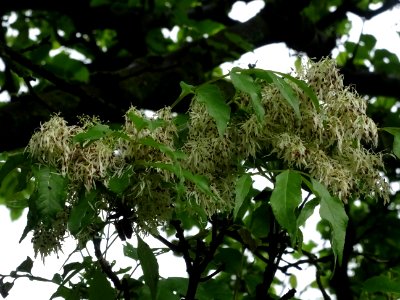 Inflorescences et feuilles du Frêne à fleurs ou Orne, Frax… 