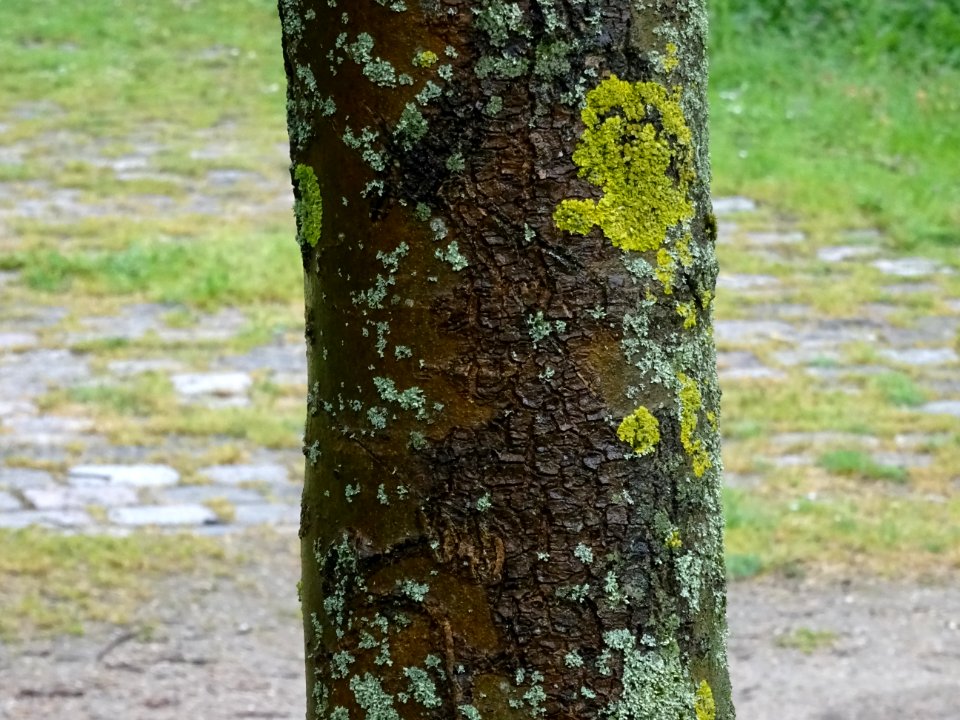 Tronc du Frêne à fleurs ou Orne, Fraxinus ornus, Oléacées 