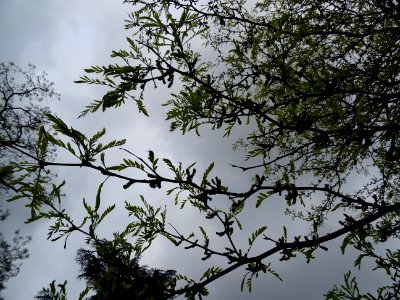 Feuilles et fleurs du Févier d'Amérique doré, Gleditsia tr… 