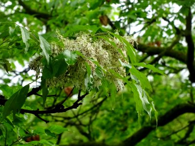 Inflorescences et feuilles du Frêne à fleurs ou Orne, Frax… 