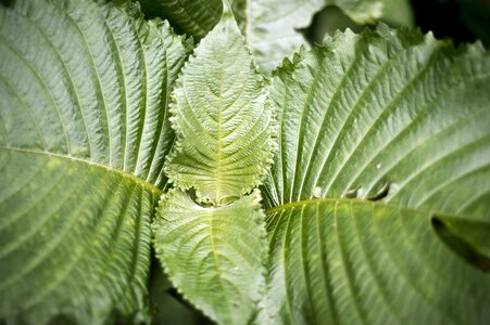 Macro photography foliage green photography