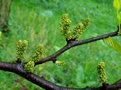 Fleurs du Févier d'Amérique doré, Gleditsia triacanthos Su… 