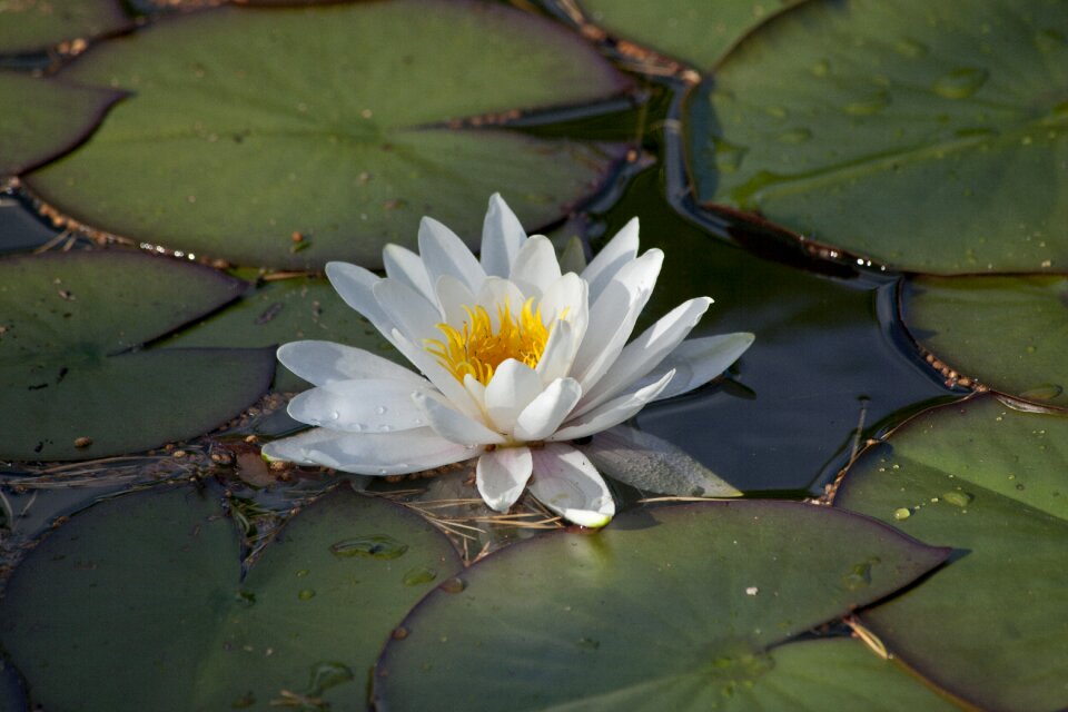 Water plant pond water lily leaves