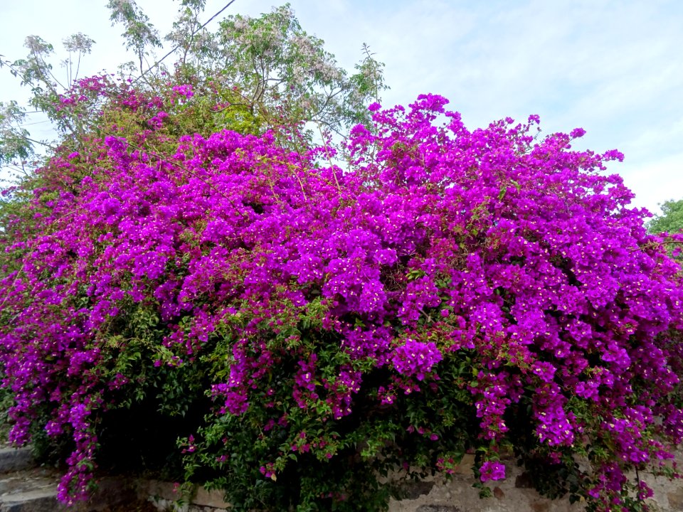 Bougainvillée, près du minaret de l'ancienne mosquée Eski … 