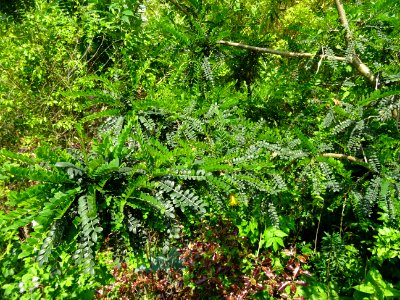 Feuilles du Kowhai à petites feuilles, Sophora microphylla… 