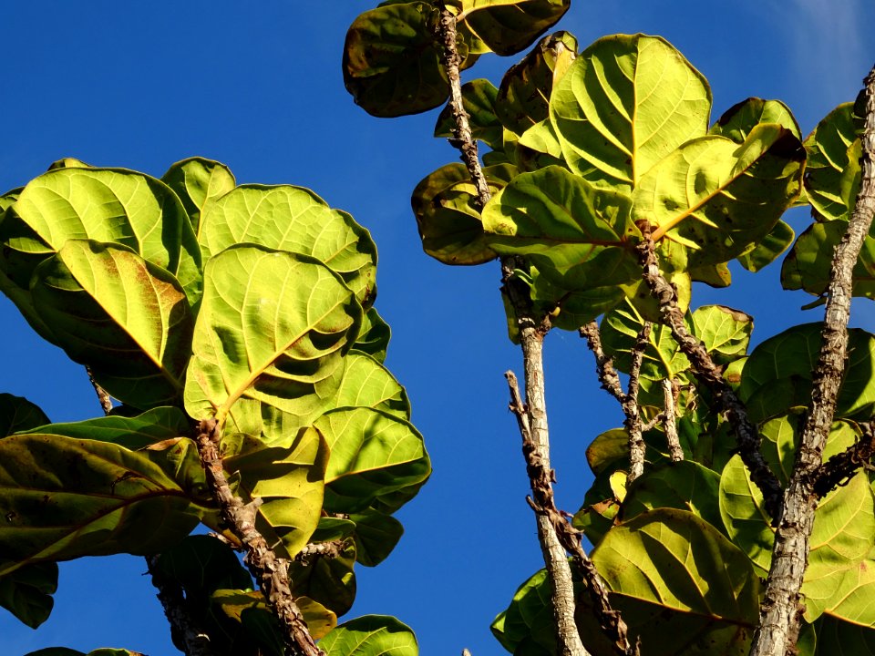 Figuier-lyre, Ficus lyrata, Moracées. Originaire de l'Afri… 