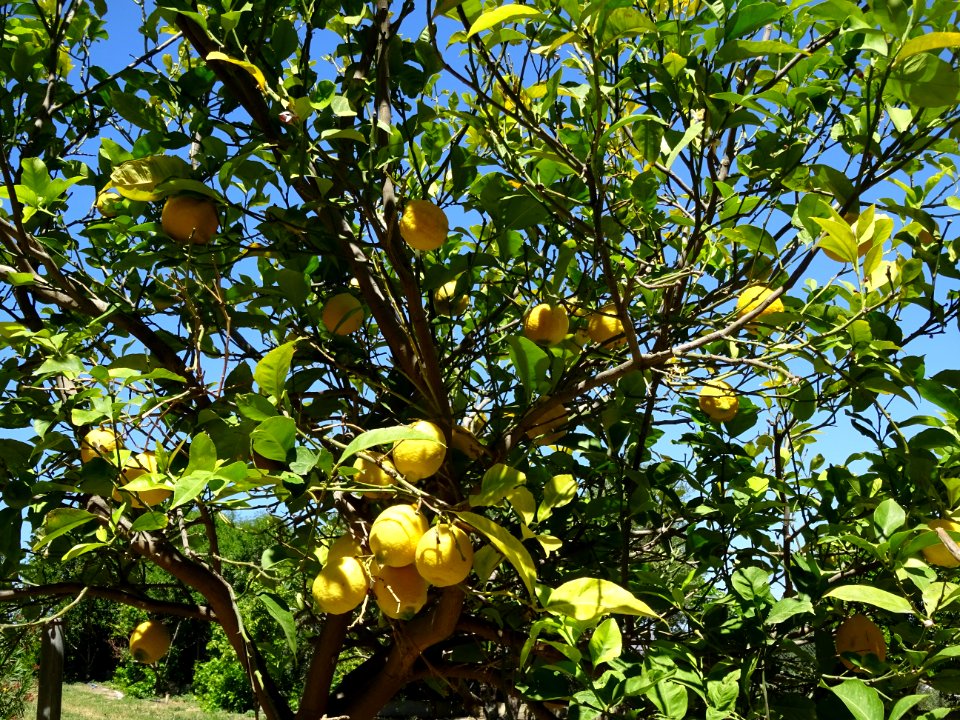 Citrons presque mûrs 