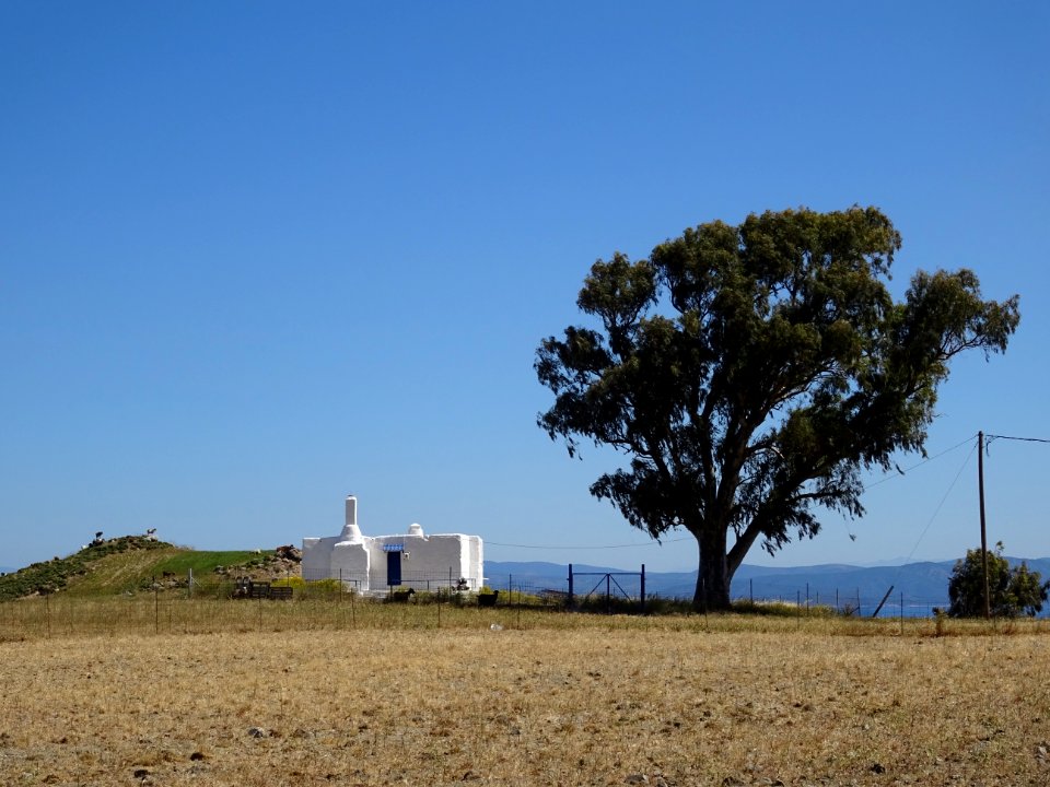 Une maison grecque et un eucalyptus 