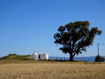 Une maison grecque et un eucalyptus 