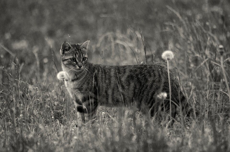 Domestic animal animal tabby