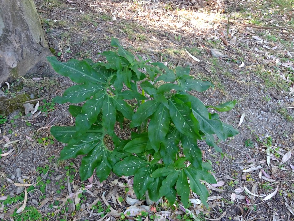 Serpentaire commune, Dracunculus vulgaris, Aracées 