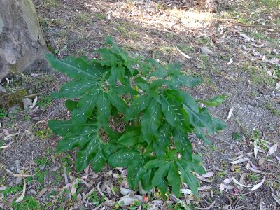 Serpentaire commune, Dracunculus vulgaris, Aracées 