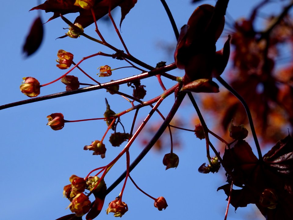 Erable platane rouge, Acer platanoides Royal Red, Acéracée… 