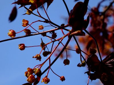 Erable platane rouge, Acer platanoides Royal Red, Acéracée… 