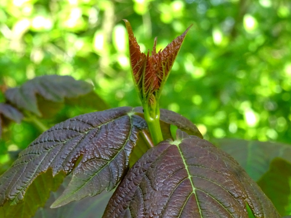 Jeunes feuilles d'Erable sycomore, Acer pseudoplatanus, Ac… 