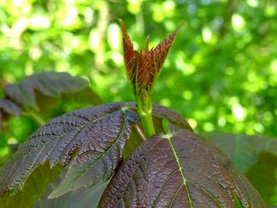 Jeunes feuilles d'Erable sycomore, Acer pseudoplatanus, Ac… 