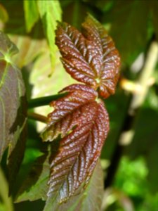 Jeunes feuilles d'Erable sycomore, Acer pseudoplatanus, Ac… 