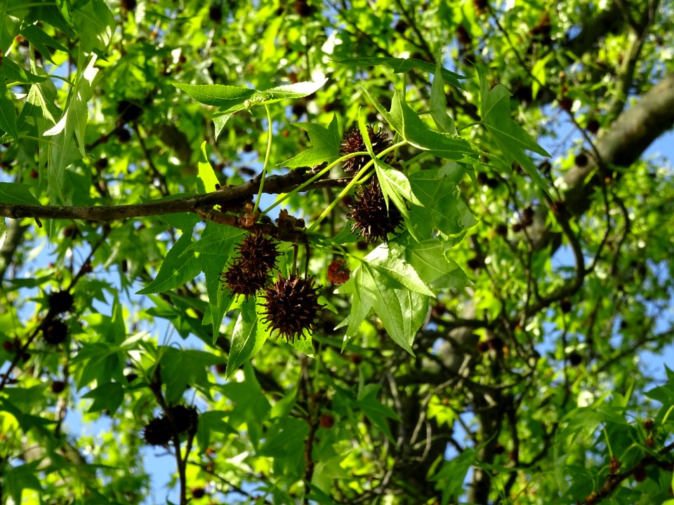 Feuilles et fleurs en capitule sphérique, Copalme d'Amériq… 