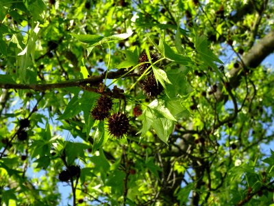 Feuilles et fleurs en capitule sphérique, Copalme d'Amériq… 