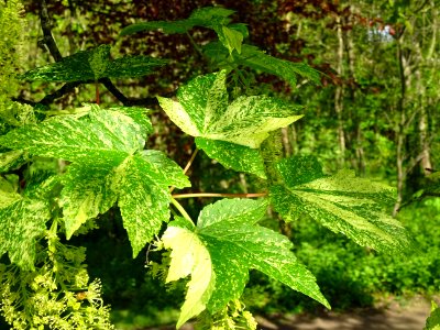 Feuilles et grappes de fleurs de l'Erable sycomore à feuil… 