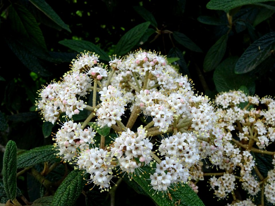 Fleurs et feuilles de la Viorne à feuilles ridées, Viburnu… 