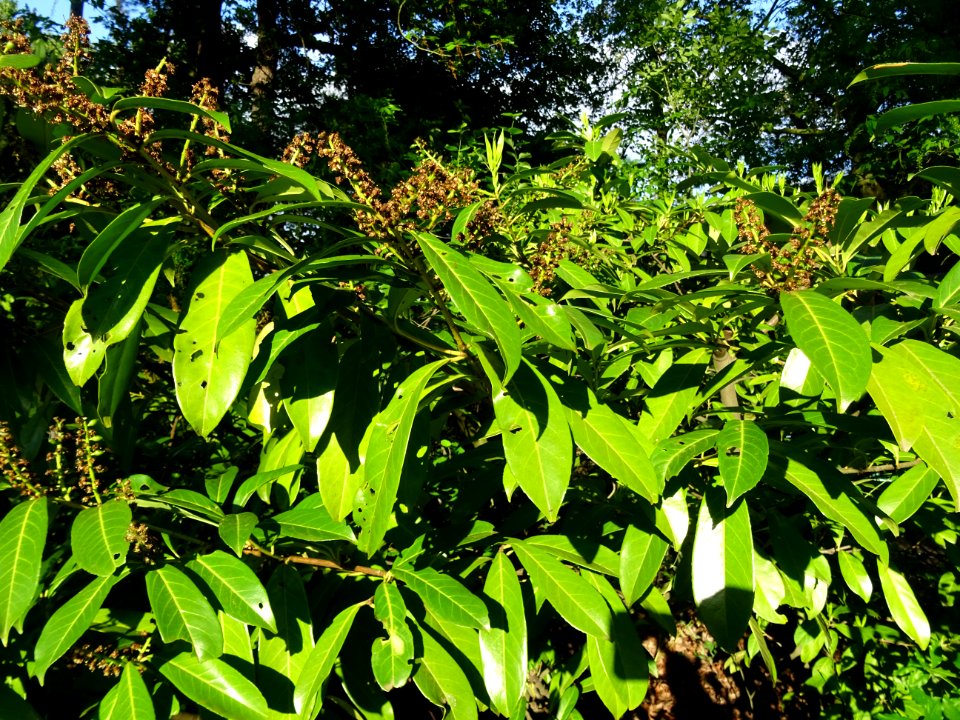 Inflorescences fanées et feuilles du Laurier-cerise, Prunu… 