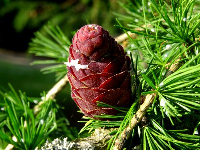Cône femelle du Mélèze commun, Larix decidua, Pinacées 